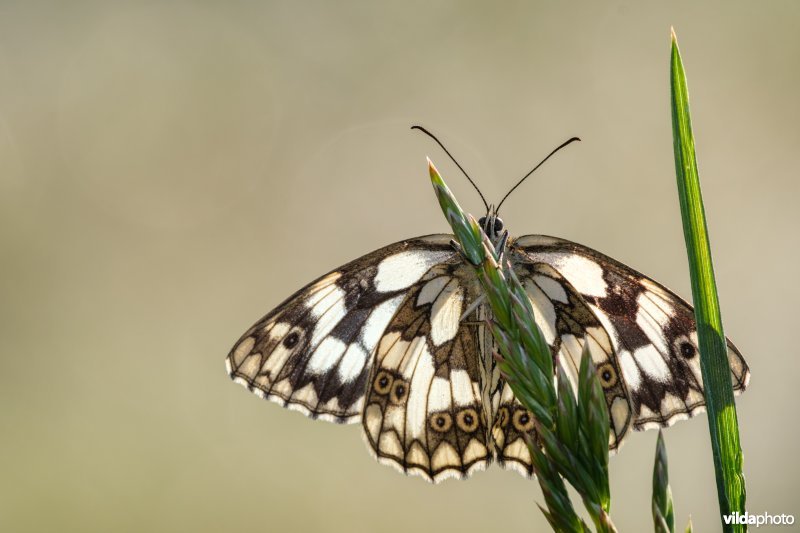 Dambordje bij zonsopgang