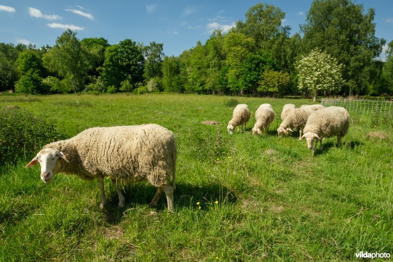 HGB kamgrasland