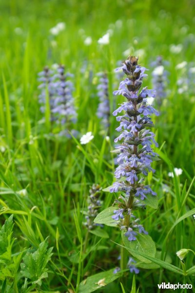 6510 Vochtig schraal hooiland