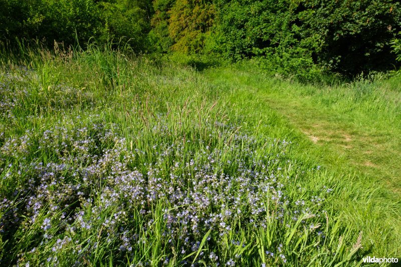 Bloemrijk grasland