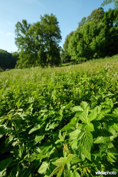 HGB Dotterbloemgrasland