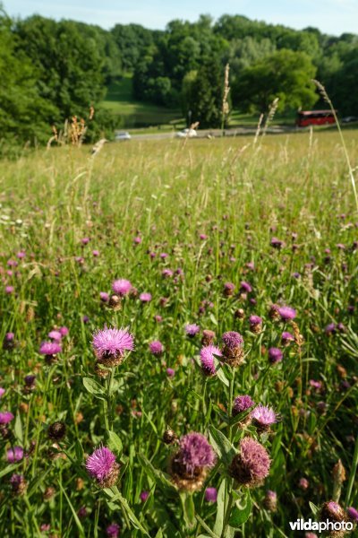 6510 Schraal hooiland