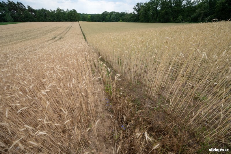 Zandige akker met rogge en Korenbloem