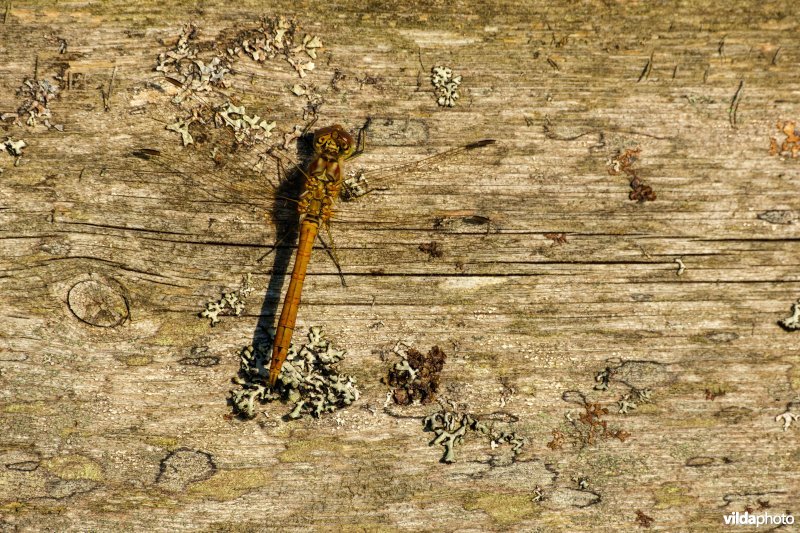 Bruinrode heidelibel