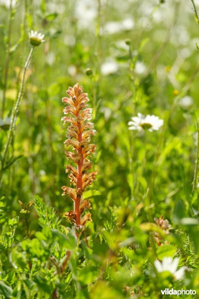 Bremraap in glanshavergrasland