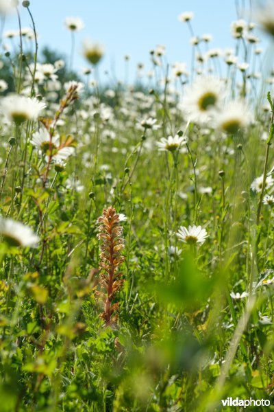 Bremraap in glanshavergrasland