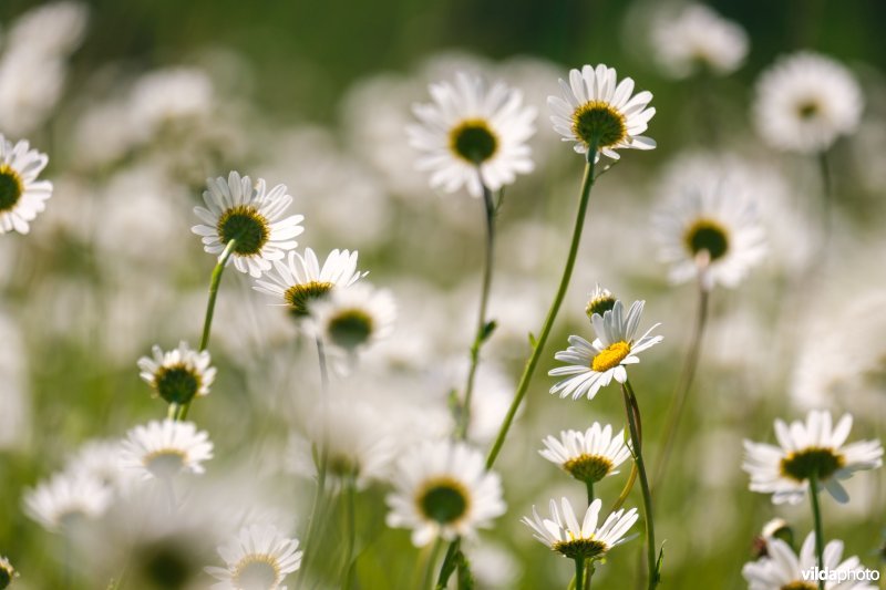 Margrieten