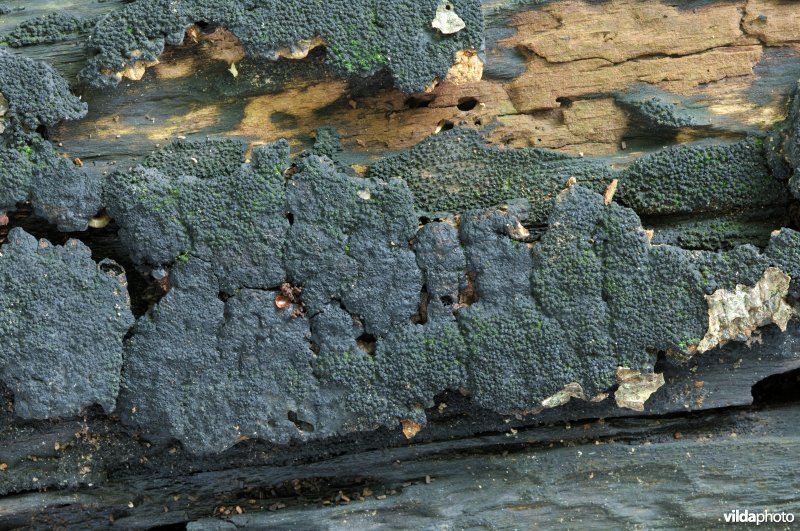 Stekelige korstkogelzwam