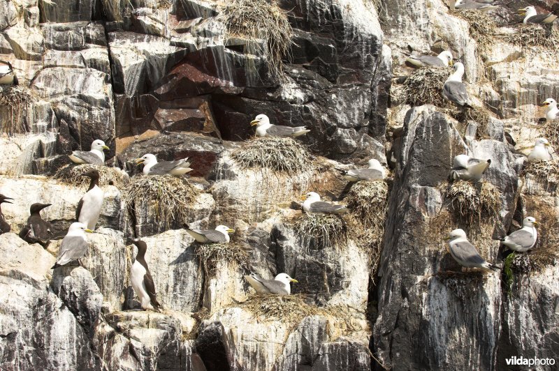 Farne Islands