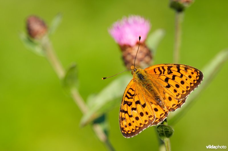 Grote parelmoervlinder