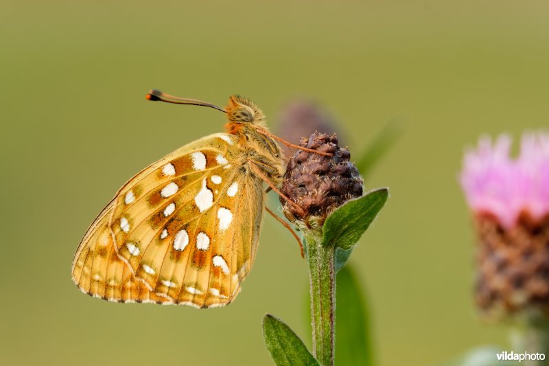 Grote parelmoervlinder