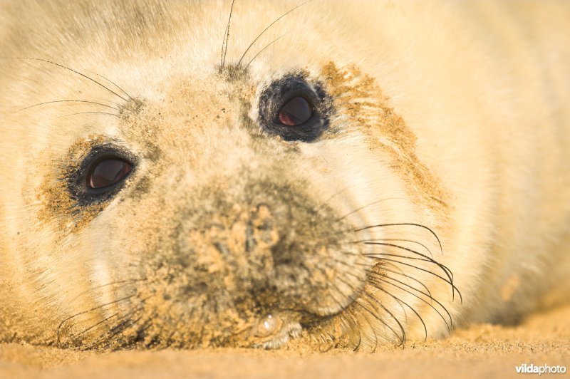 Pup Grijze zeehond