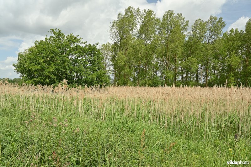 Demervallei: Kloosterbeemden