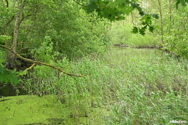 Demervallei: Molenstedebroek