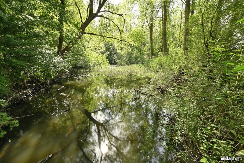Demervallei: Molenstedebroek