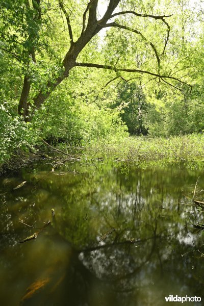 Demervallei: Molenstedebroek