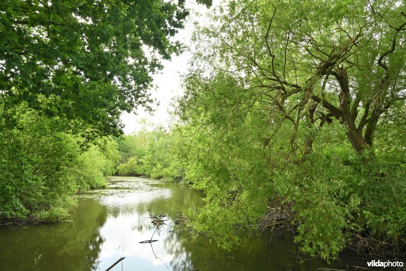 Demervallei: Molenstedebroek