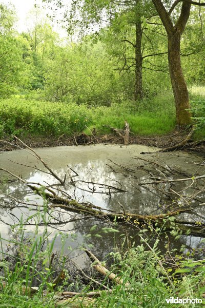 Demervallei: Molenstedebroek