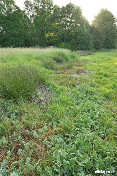 Grote Nete   