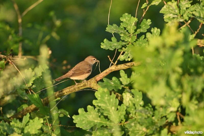 Nestbouwende Tuinfluiter