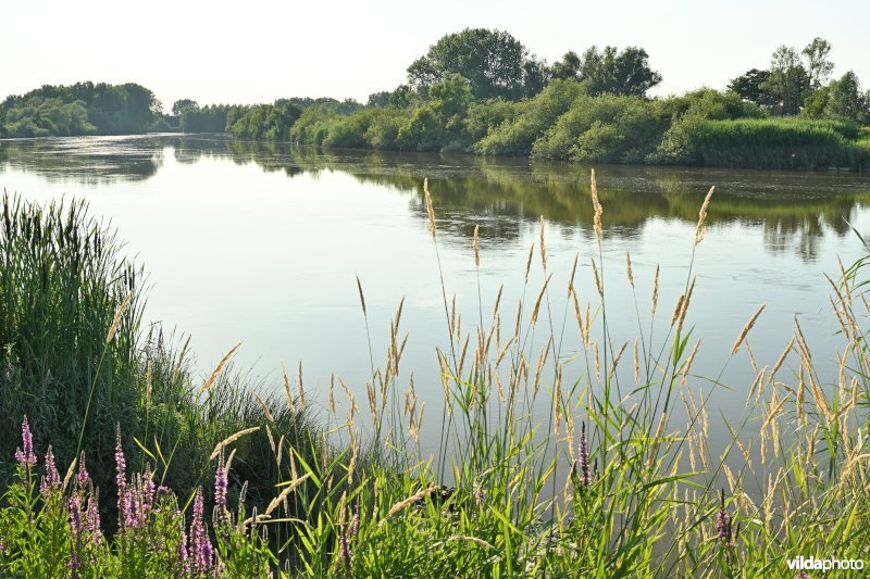 Vlassenbroekse polder 