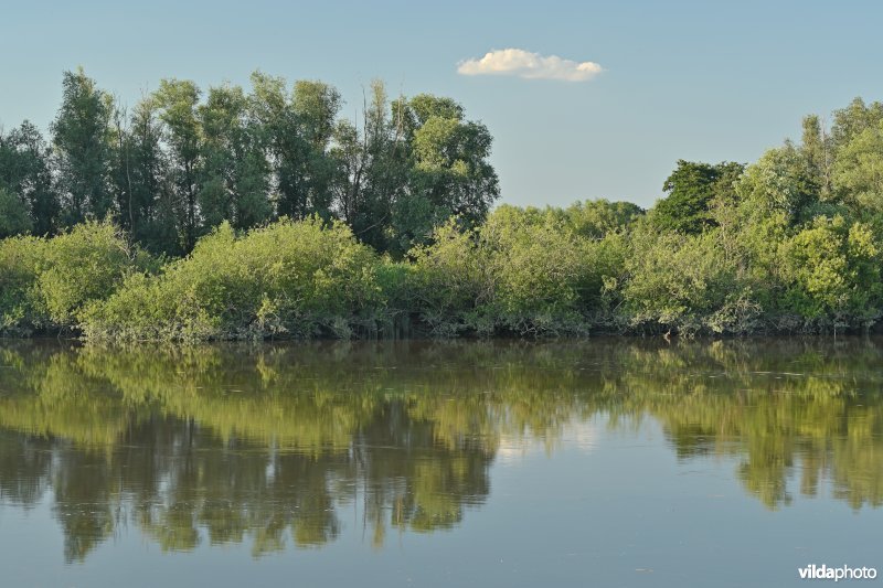 Schelde aan de Vlassenbroekse polder 