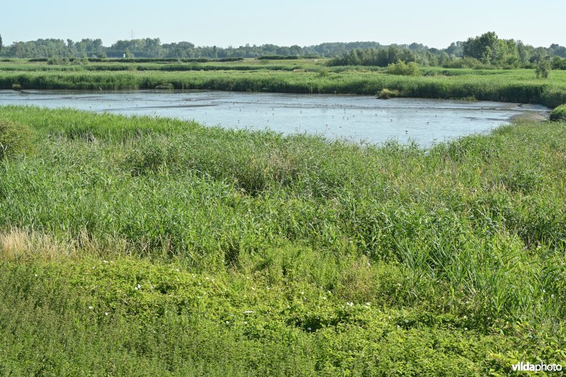 Zennegat