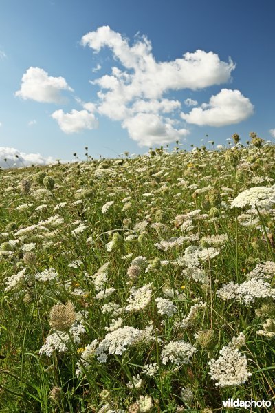 Hedwige-Prosperschor