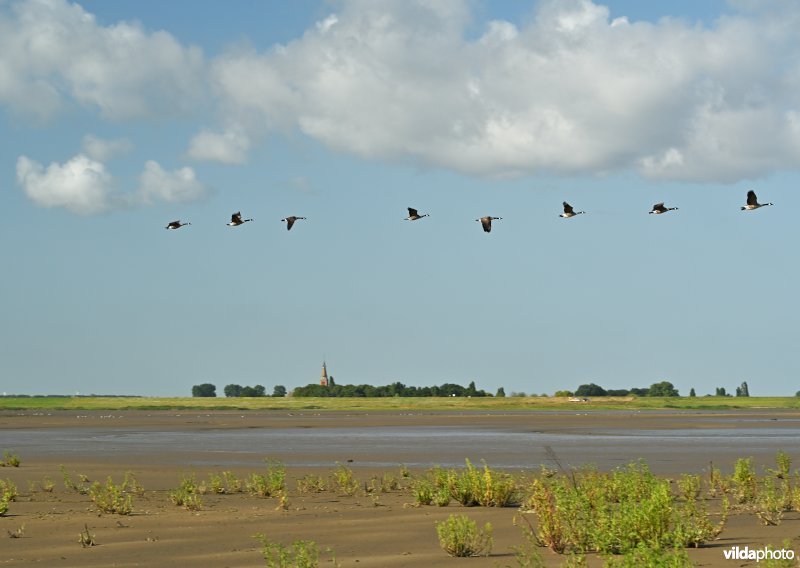 Hedwige-Prosperschor