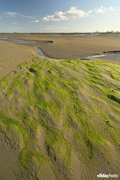 Hedwige-Prosperschor