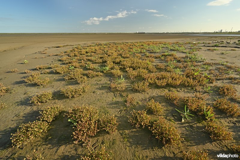 Goudknopje in het Hedwige-Prosperschor 