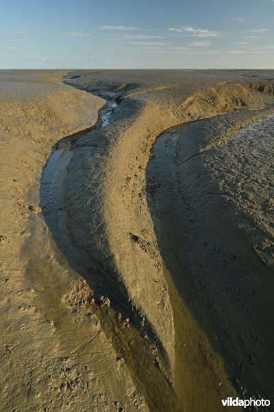 Hedwige-Prosperschor