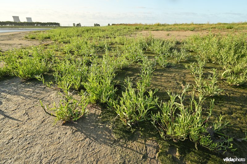 Hedwige-Prosperschor