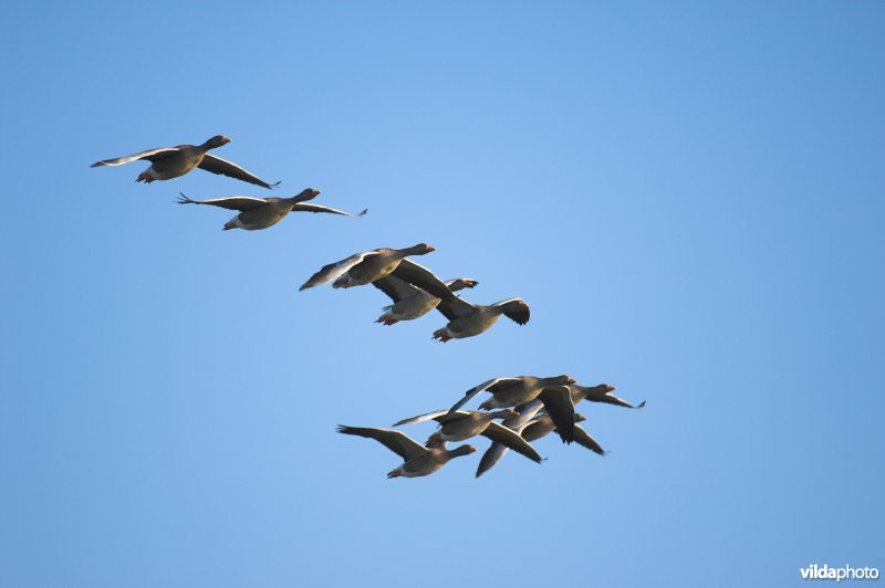 Groepje Grauwe Ganzen in vlucht