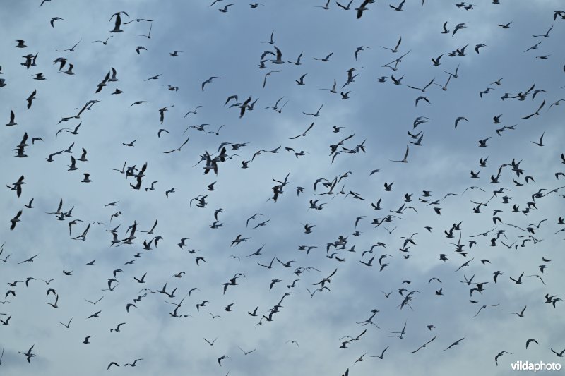 Grote zwerm Kokmeeuwen in vlucht