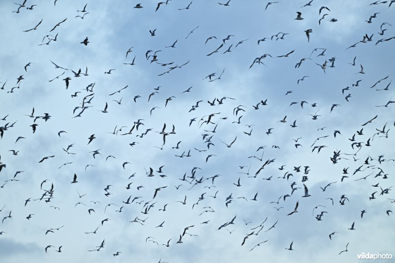 Grote zwerm Kokmeeuwen in vlucht