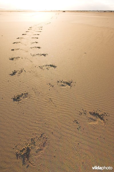 Sporen Grijze zeehond