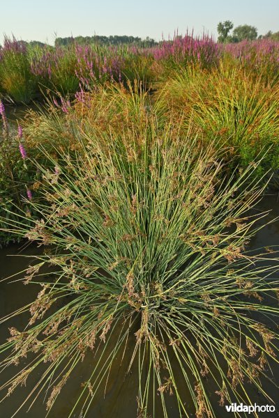 Pitrus in het Groot Broek