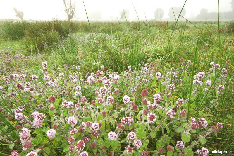 Natuurreservaat De Schave