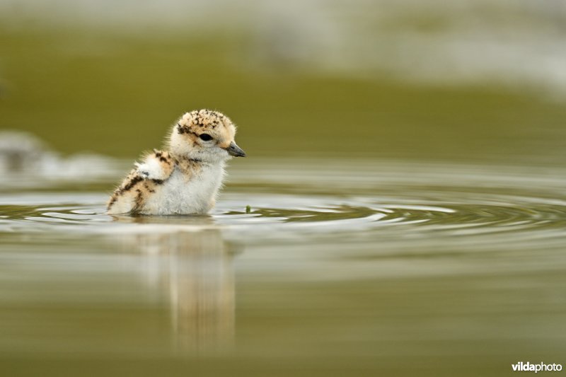 Juveniele Strandplevier