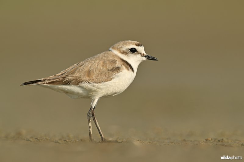 Strandplevier