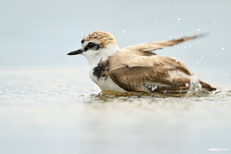 Strandplevier