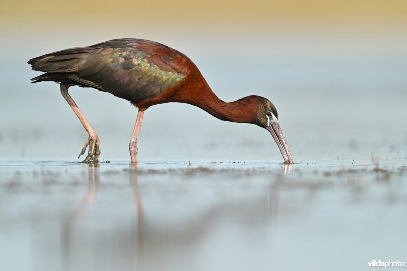 Zwarte ibis