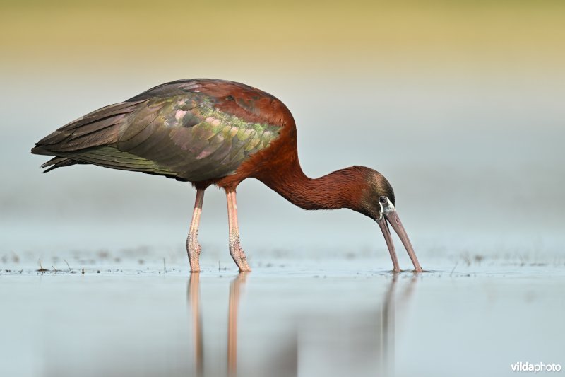 Zwarte ibis