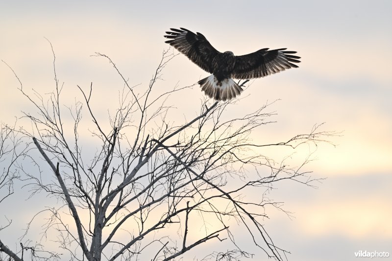 Ruigpootbuizerd