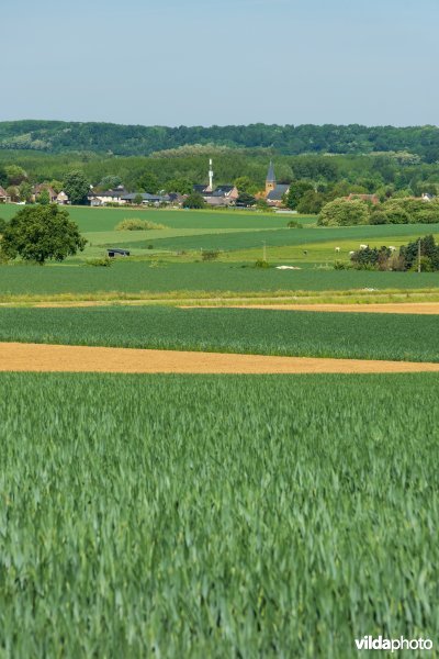Landbouwlandschap op het leemplateau