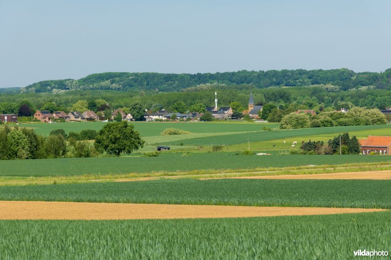 Landbouwlandschap op het leemplateau
