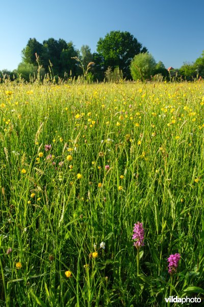 Bloemrijk vochtig grasland