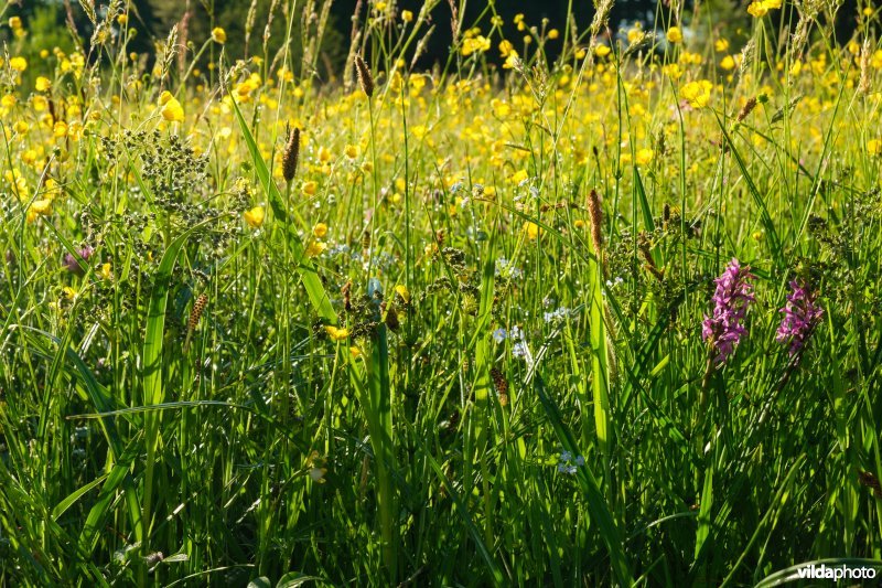 Bloemrijk vochtig grasland