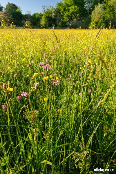 Bloemrijk vochtig grasland
